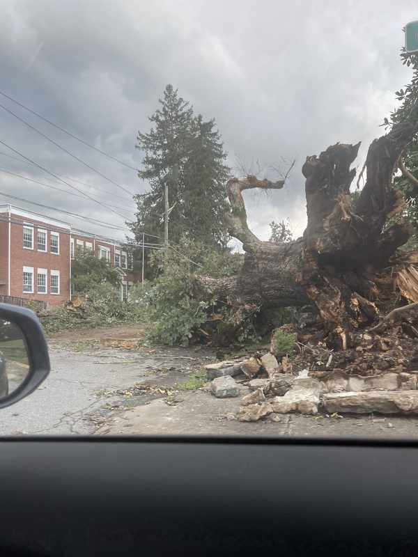 Fallen tree in road - 2024