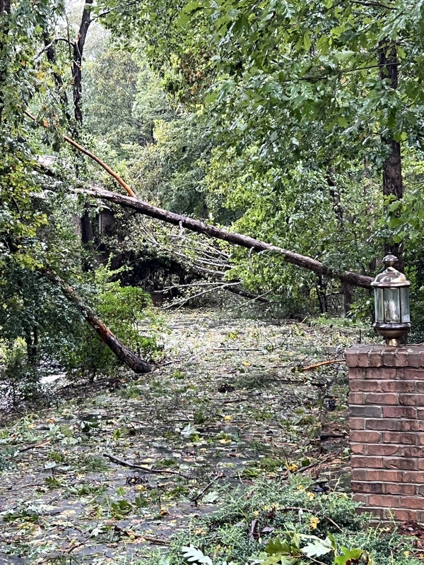 Fallen trees - 2024