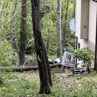 Fallen trees-1.jpeg