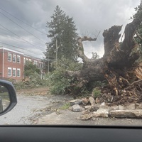 Fallen trees-5.jpg