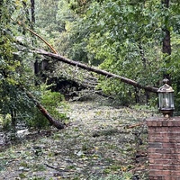 Fallen trees-4.jpeg